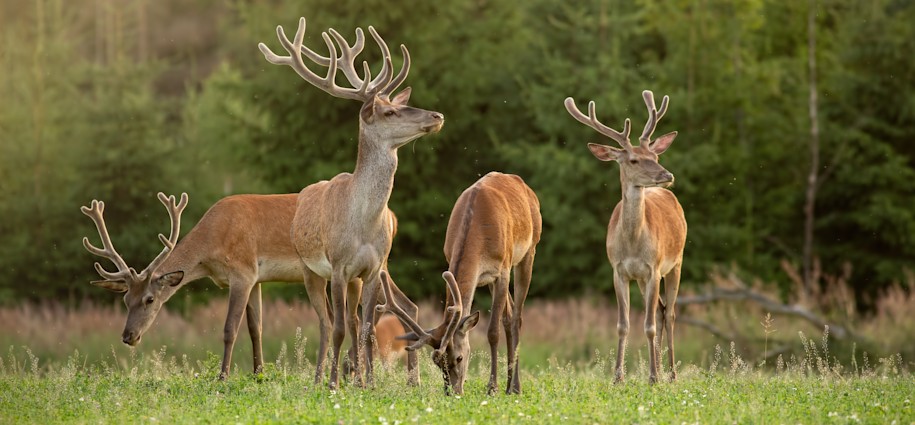 Viehsalz / Lecksteine