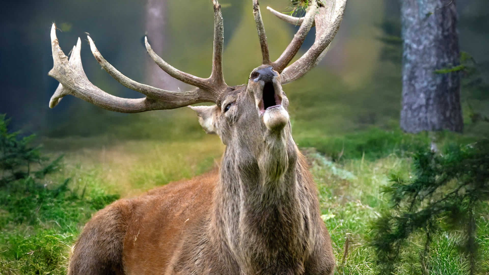 Kristallsteinsalz Lecksteine - naturrein