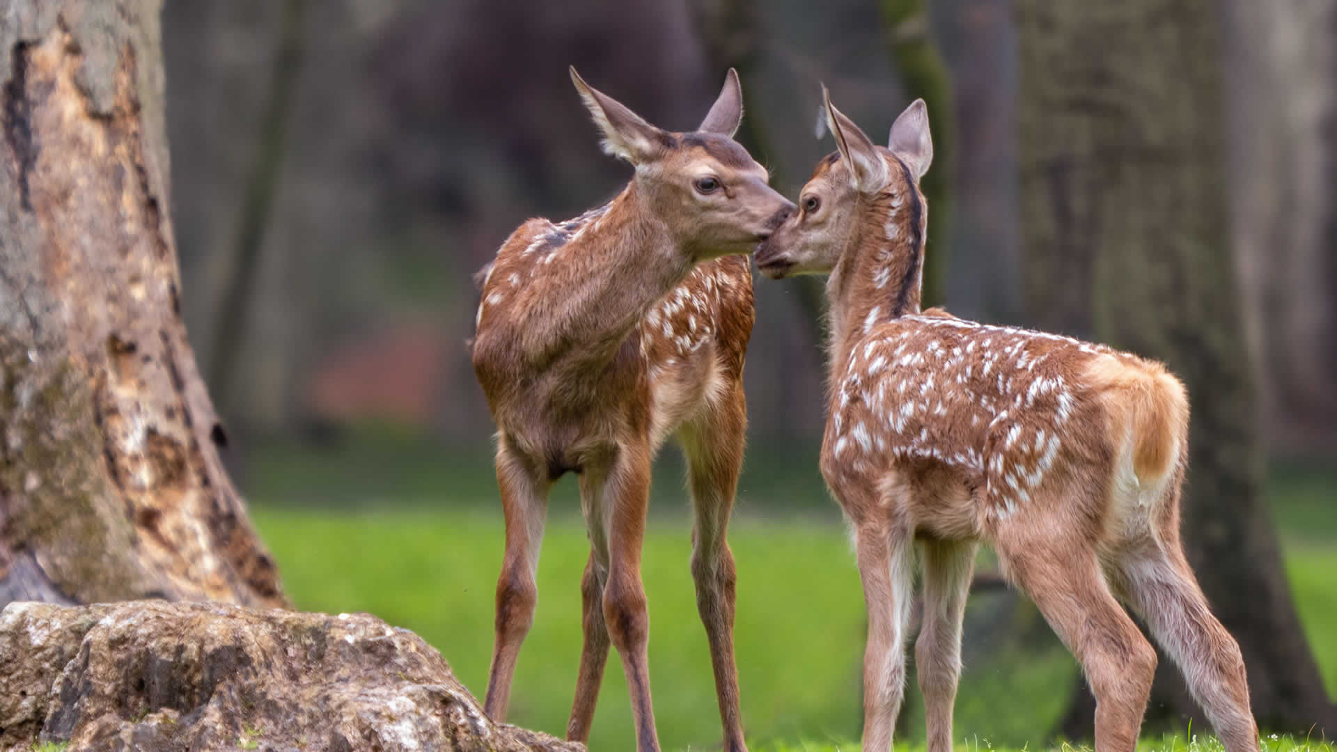 feinstes Steinsalz Einzelfuttermittel